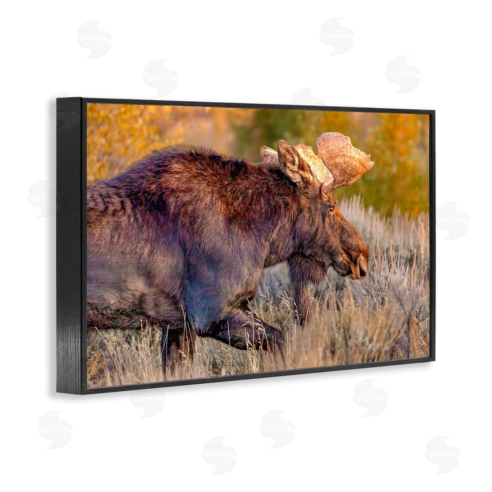 Shelley Carlisle Bull Moose At Dusk Black Framed Giclee Wall Art Print