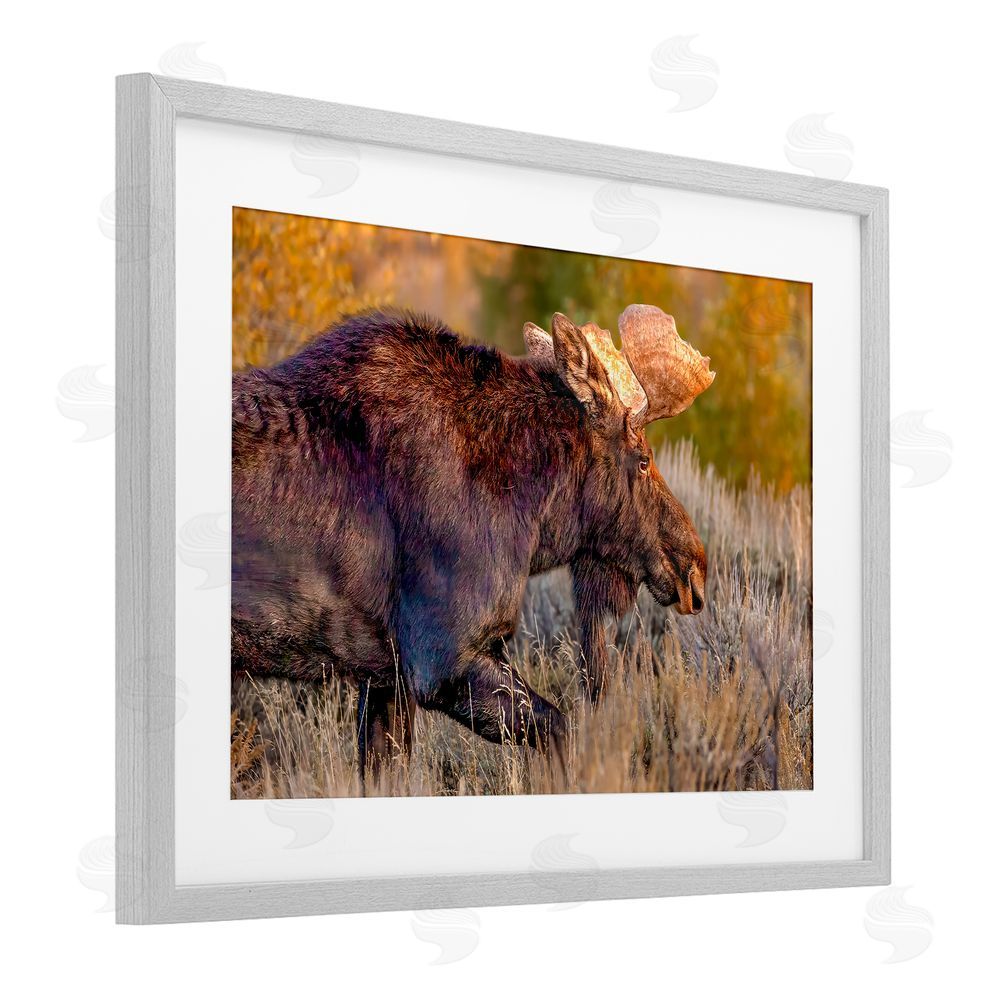 Shelley Carlisle Bull Moose At Dusk Gray Framed Print Under Glass Wall Art