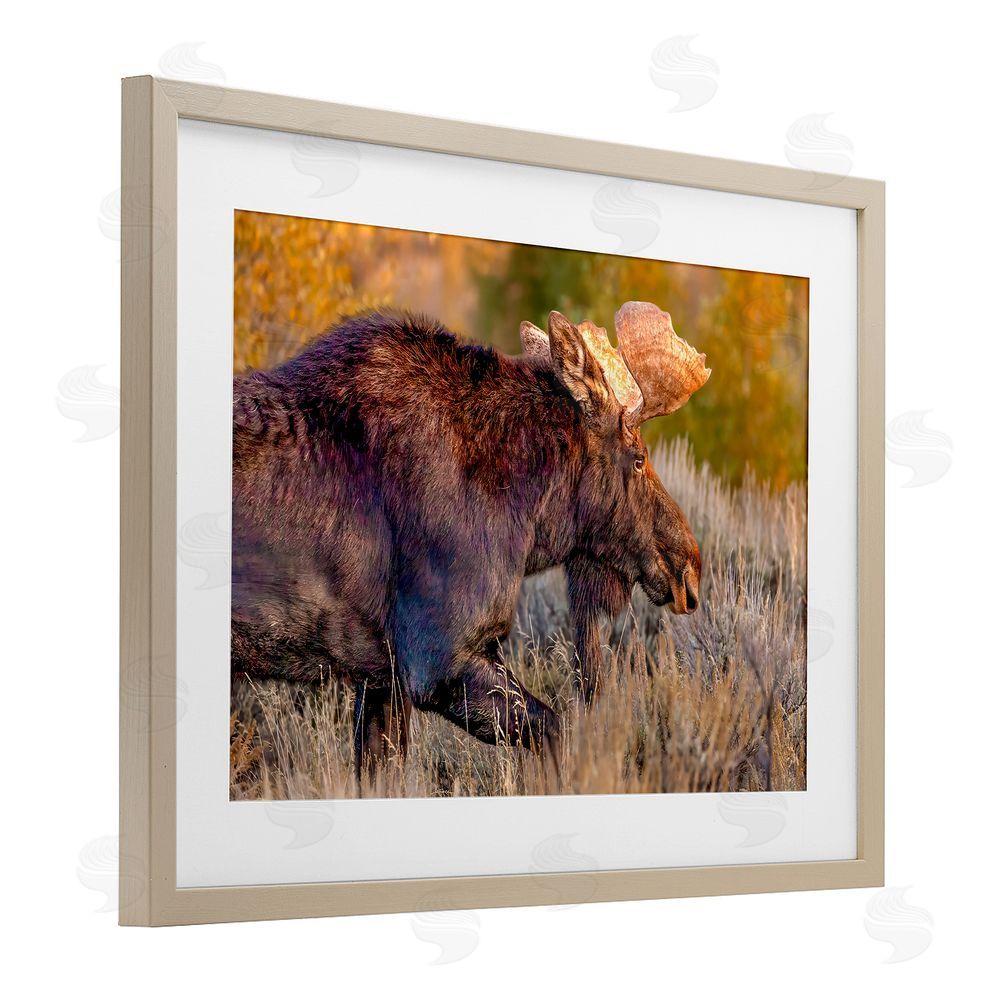 Shelley Carlisle Bull Moose At Dusk Brown Framed Print Under Glass Wall Art