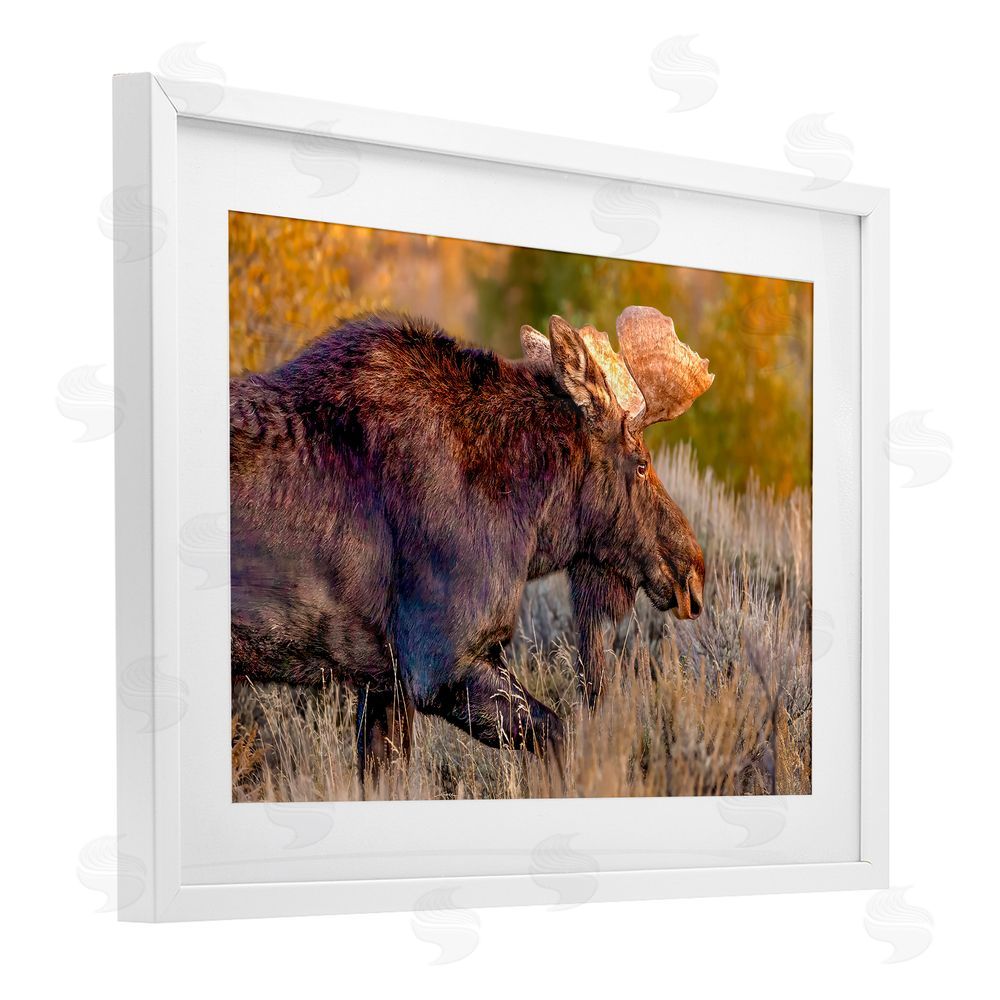 Shelley Carlisle Bull Moose At Dusk White Framed Print Under Glass Wall Art