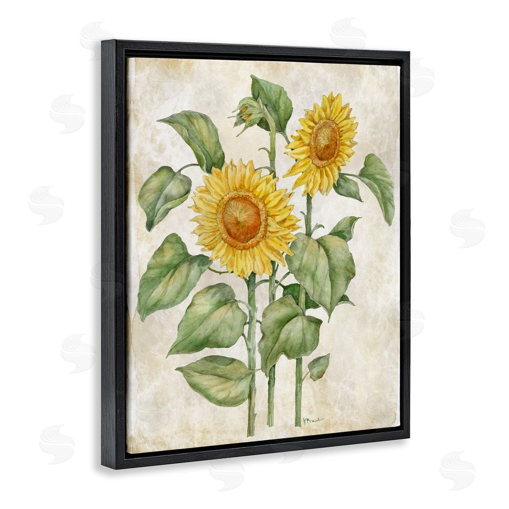 Paul Brent Floral Journal Vintage Sunflower Black Floating Framed Canvas Wall Art