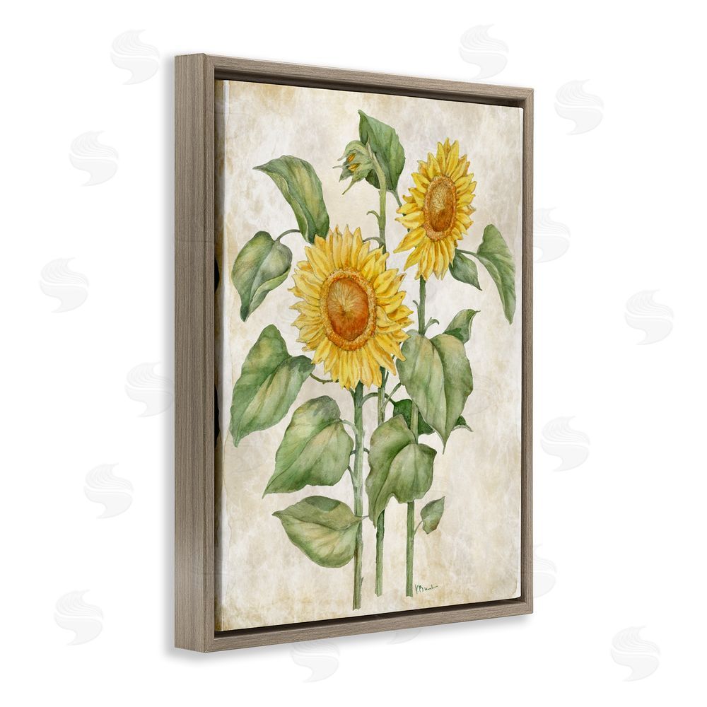 Paul Brent Floral Journal Vintage Sunflower Brown Floating Framed Canvas Wall Art