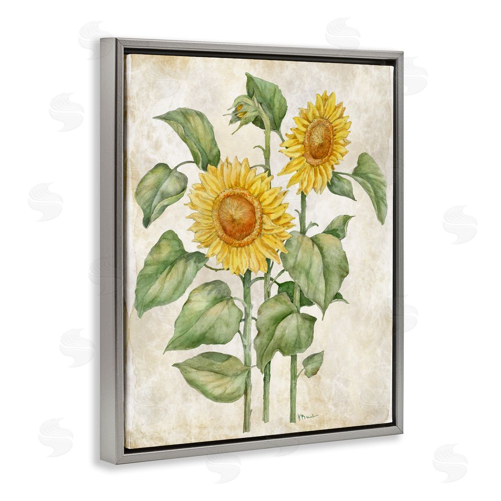 Paul Brent Floral Journal Vintage Sunflower Gray Floating Framed Canvas Wall Art