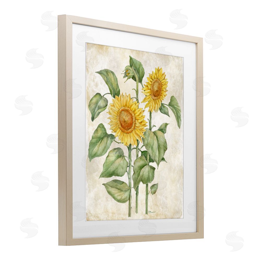 Paul Brent Floral Journal Vintage Sunflower Brown Framed Print Under Glass Wall Art