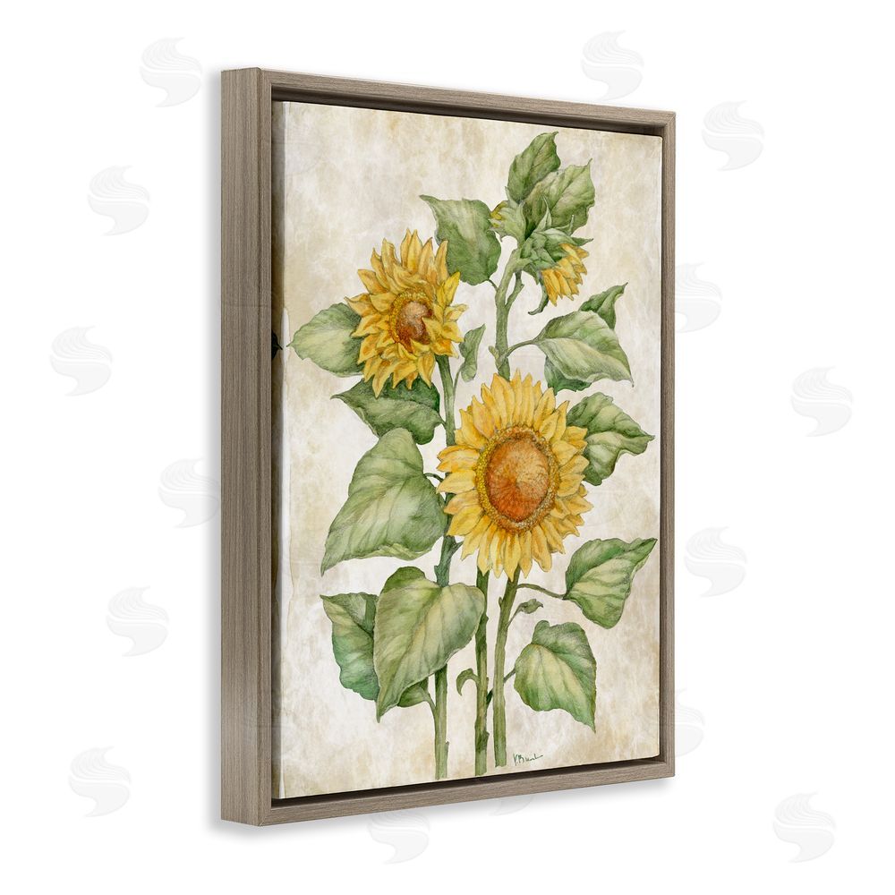 Paul Brent Floral Journal Sunflower Brown Floating Framed Canvas Wall Art