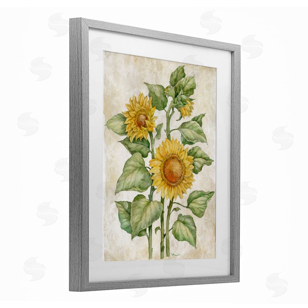 Paul Brent Floral Journal Sunflower Gray Framed Print Under Glass Wall Art