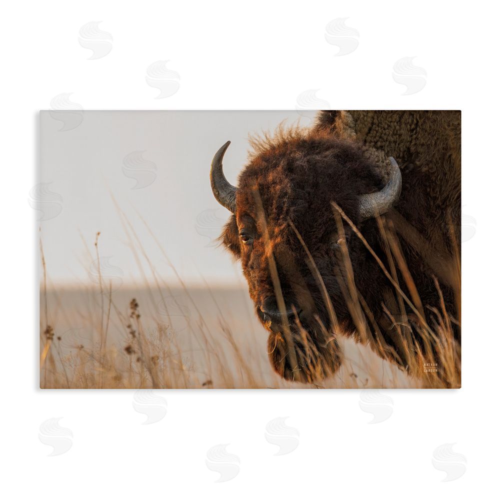 Nathan Larson Bison Sunset on Golden Prairie Stretched Canvas Wall Art Print