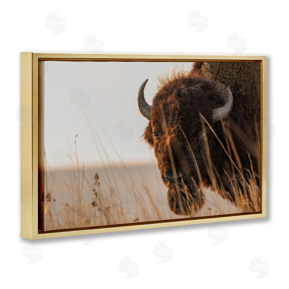 Nathan Larson Bison Sunset on Golden Prairie Gold Floating Frame Stretched Canvas Wall Art Print