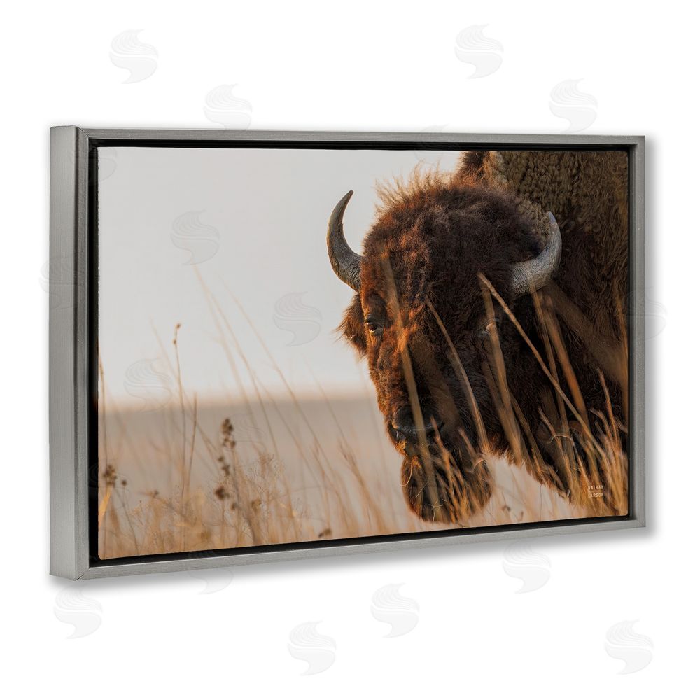 Nathan Larson Bison Sunset on Golden Prairie Gray Floating Frame Stretched Canvas Wall Art Print