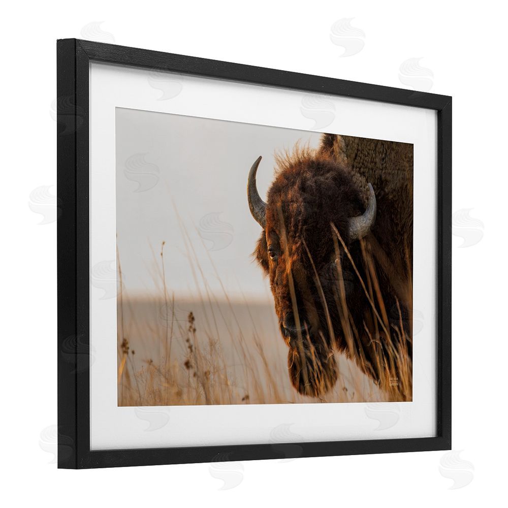 Nathan Larson Bison Sunset on Golden Prairie Black Framed Print Under Glass with Matting Wall Art