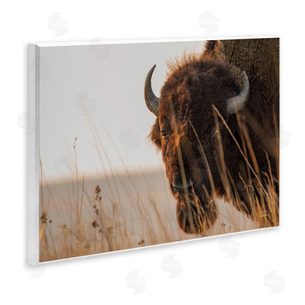 Nathan Larson Bison Sunset on Golden Prairie Wall Plaque Art Print with White Foil Wrap