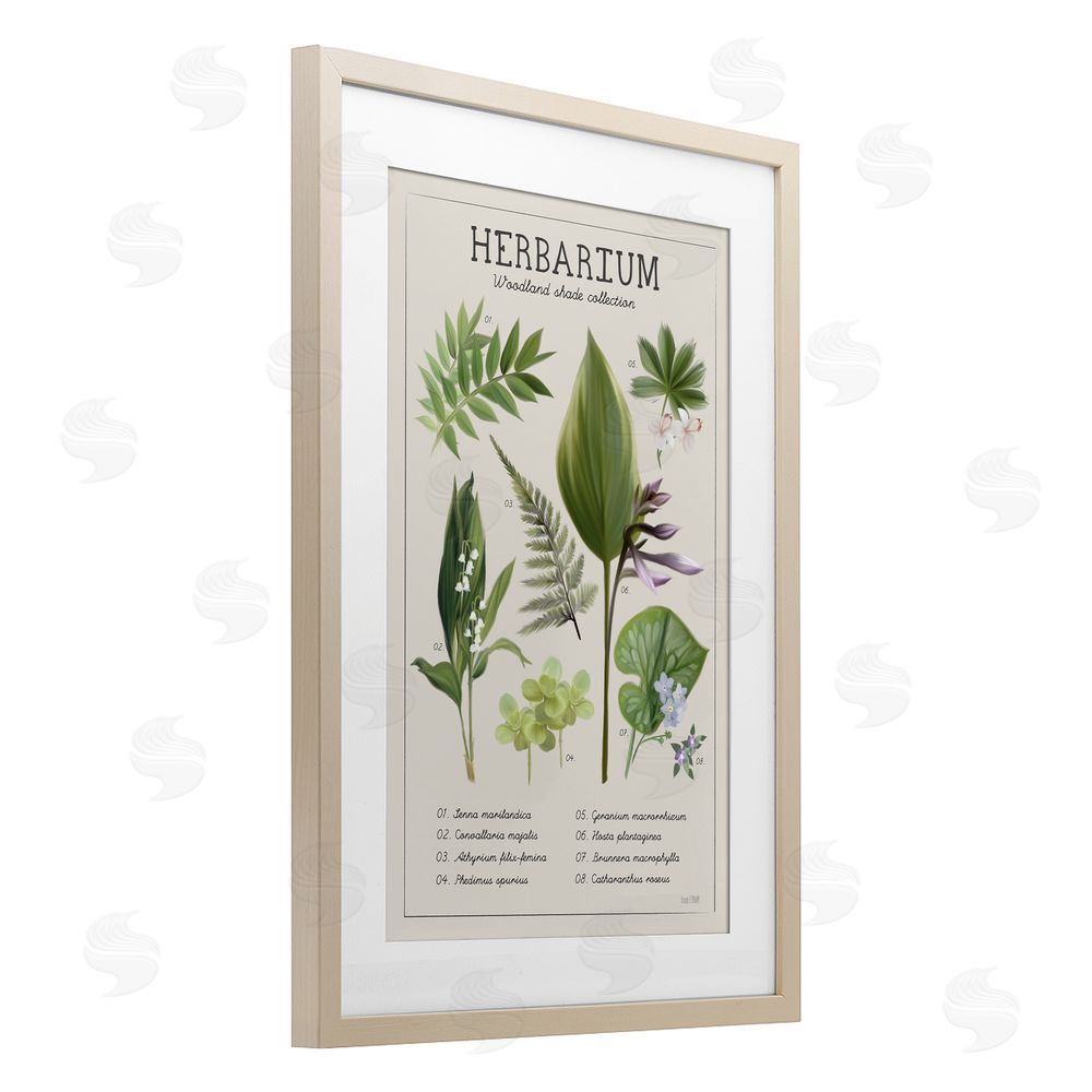 Penny Lane Publishing Herbarium Woodland Shade Collection Birch Framed Print Under Glass Wall Art