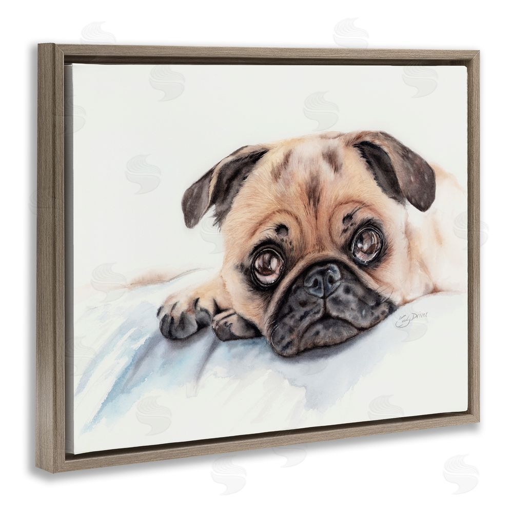 Cady Driver Innocent Pug Relaxing Brown Floating Frame Canvas Wall Art Print