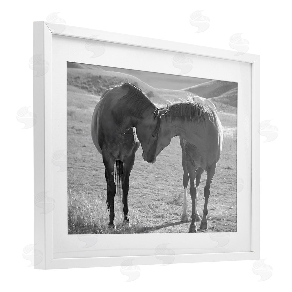 Steve Toole Sweet Nothings Bond Between Horses White Framed Print Under Glass Wall Art