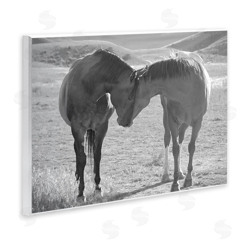 Steve Toole Sweet Nothings Bond Between Horses Wooden Wall Plaque Art Print