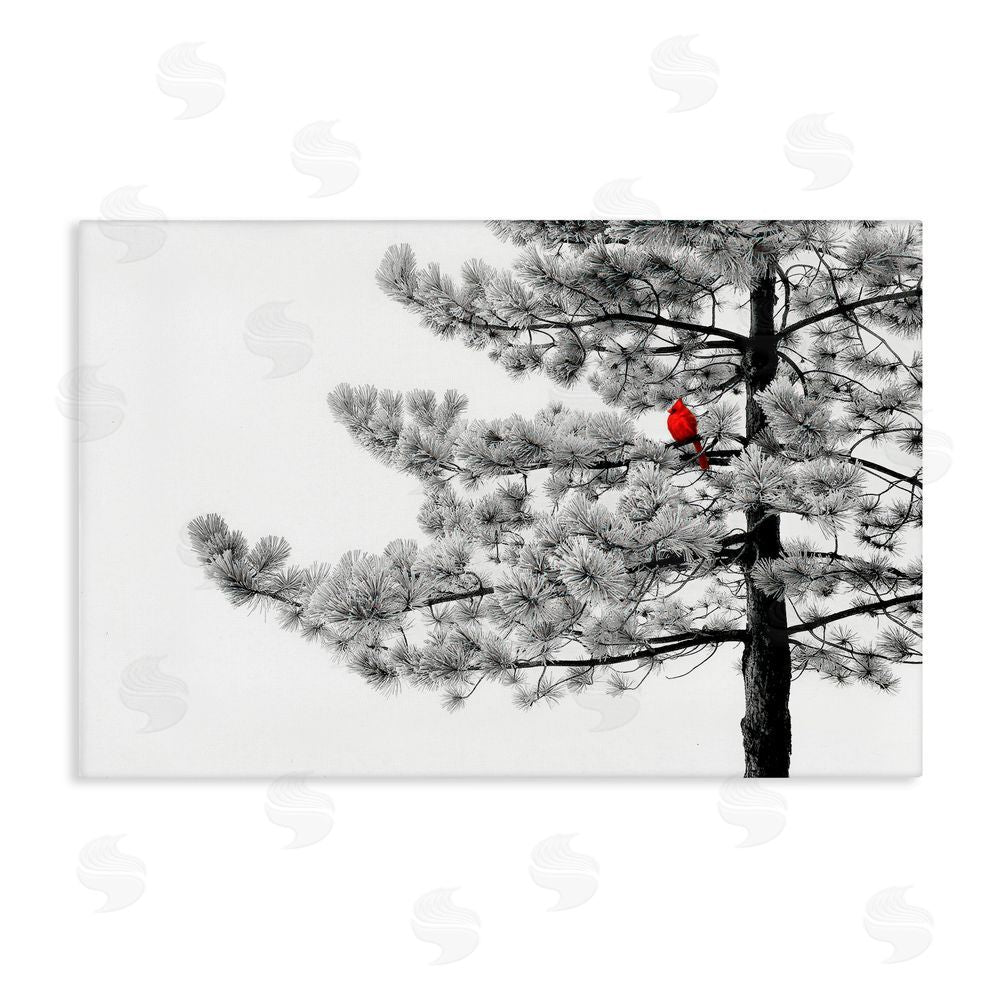 Steve Toole Cardinal in Stark Winter Tree Canvas Wall Art Print