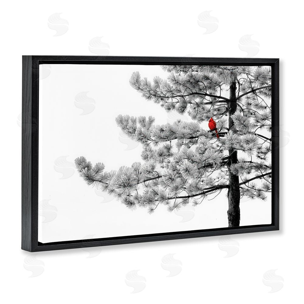 Steve Toole Cardinal in Stark Winter Tree Black Floating Frame Canvas Wall Art Print