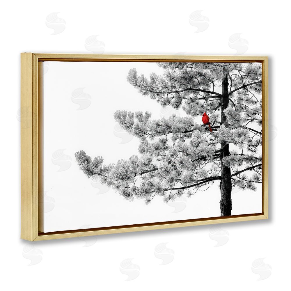 Steve Toole Cardinal in Stark Winter Tree Gold Floating Frame Canvas Wall Art Print