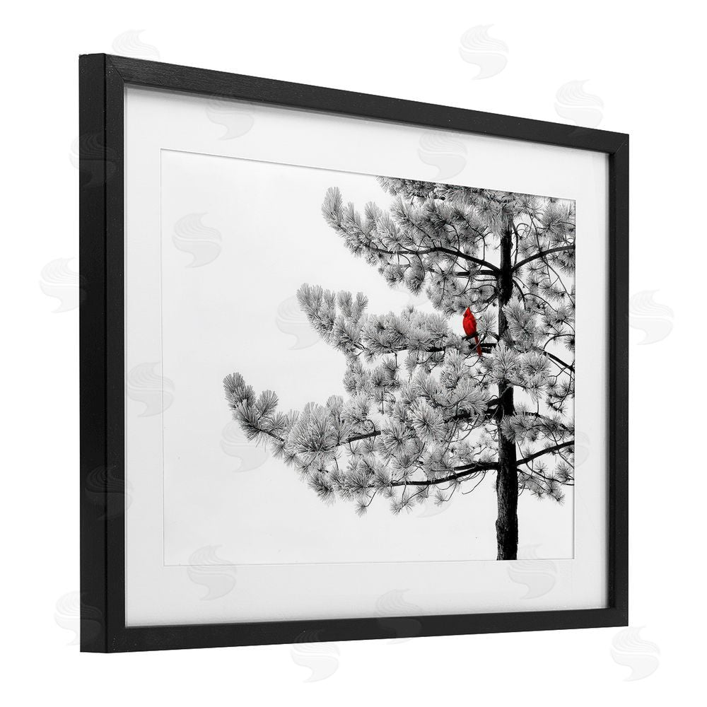 Steve Toole Cardinal in Stark Winter Tree Black Framed Print Under Glass with White Mat Wall Art