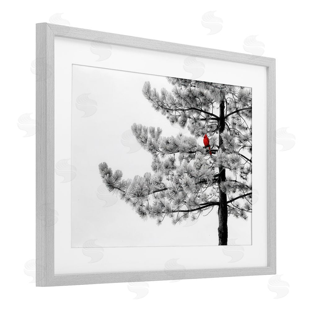 Steve Toole Cardinal in Stark Winter Tree Gray Framed Print Under Glass with White Mat Wall Art