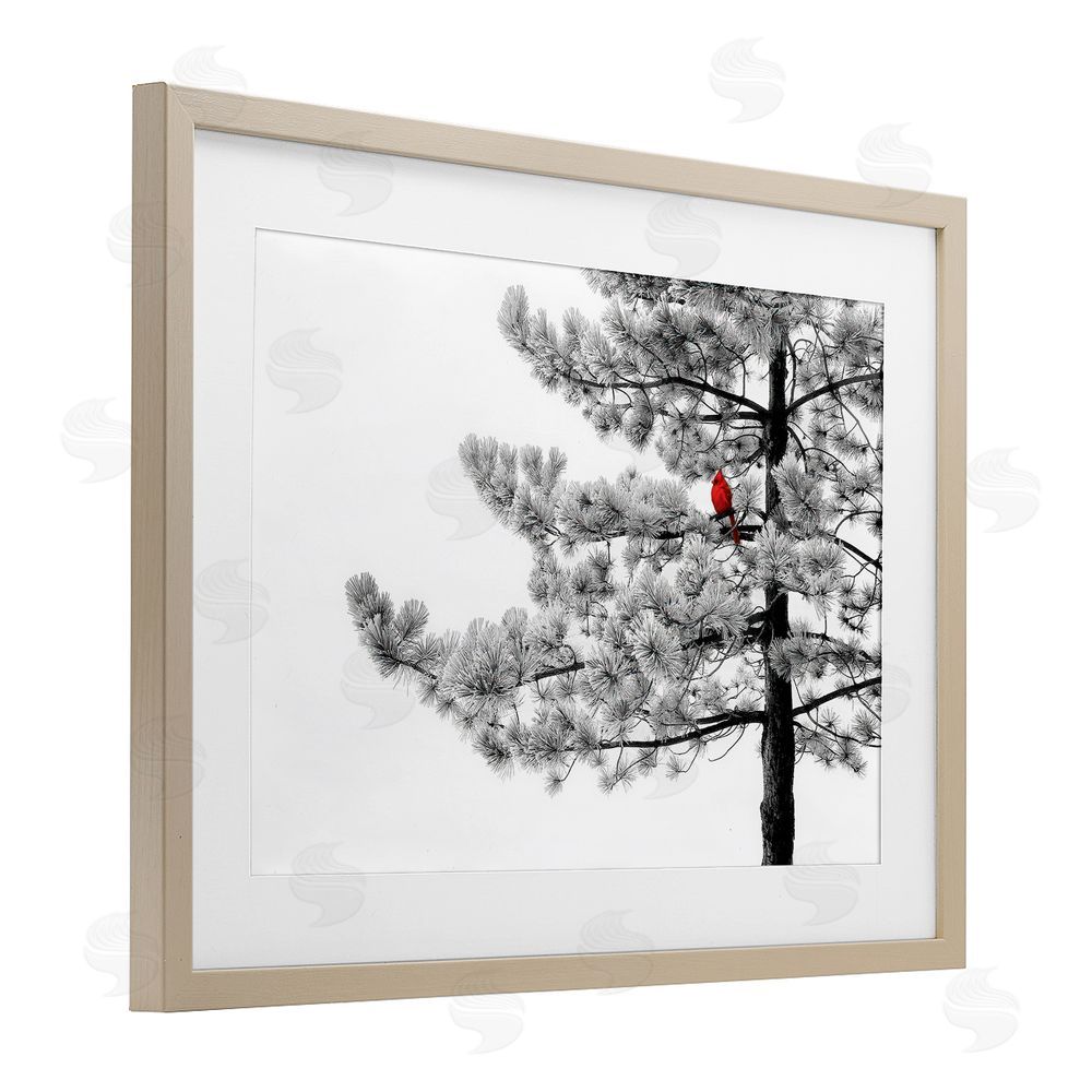 Steve Toole Cardinal in Stark Winter Tree Birch Framed Print Under Glass with White Mat Wall Art