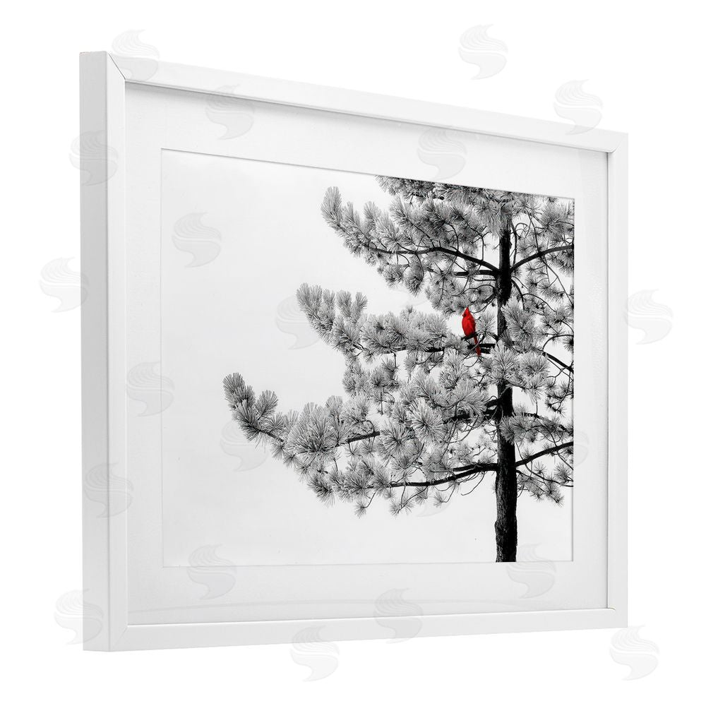 Steve Toole Cardinal in Stark Winter Tree White Framed Print Under Glass with Mat Wall Art