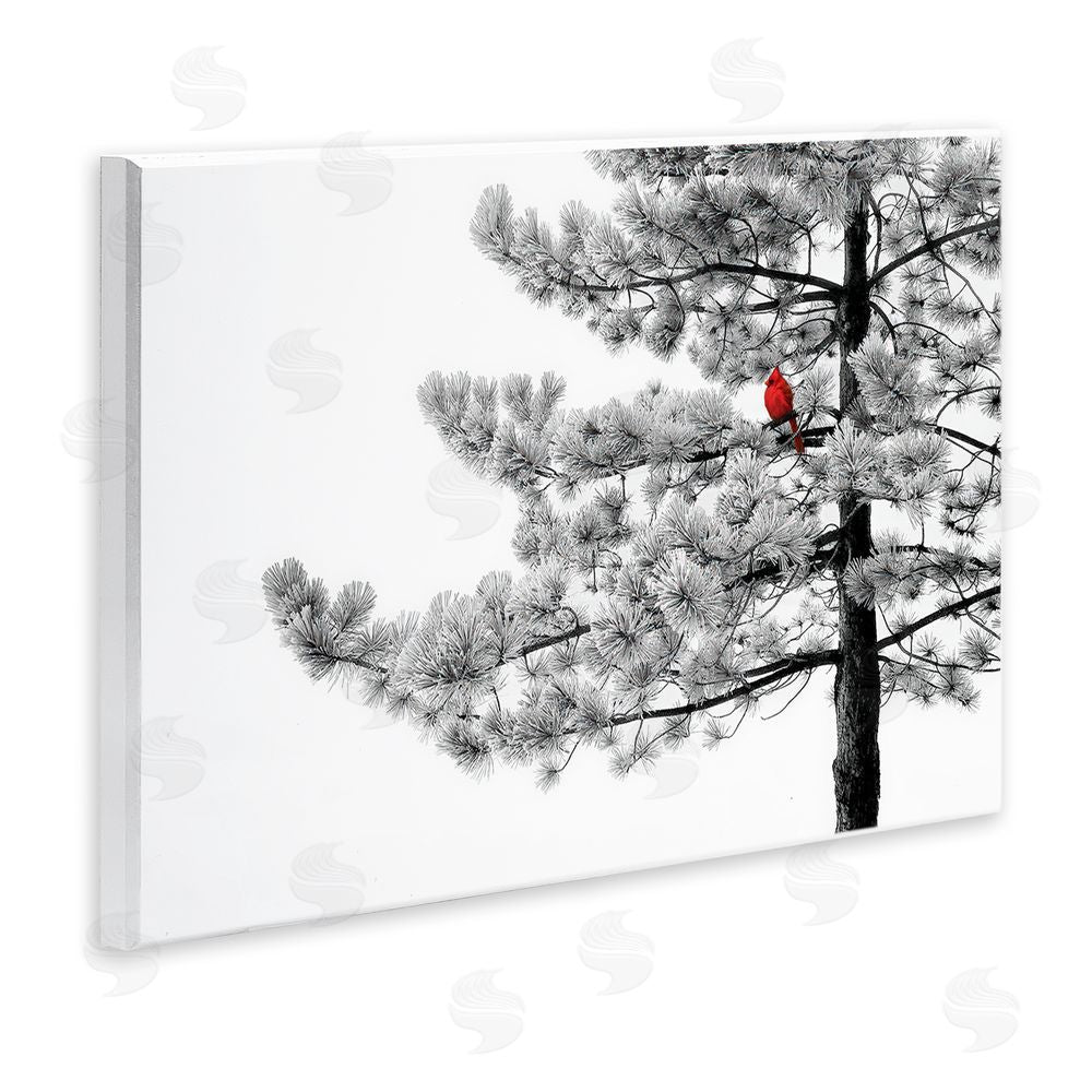 Steve Toole Cardinal in Stark Winter Tree Wall Plaque Art Print