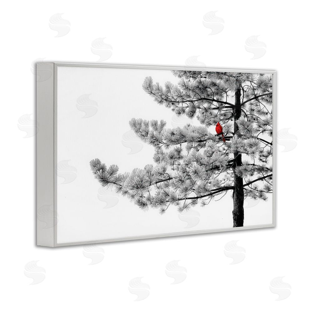 Steve Toole Cardinal in Stark Winter Tree White Framed Giclee Wall Art Print