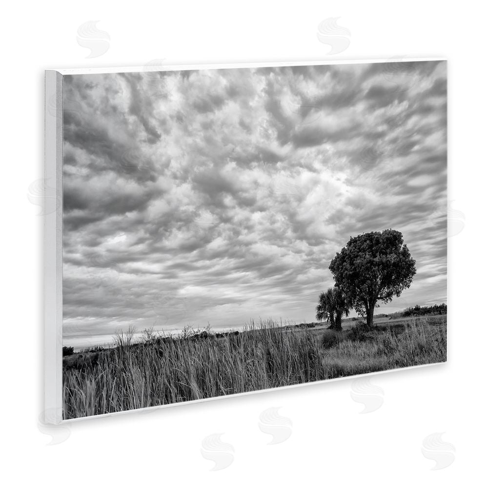 Jon Evan Solitary Tree Beneath Clouds Wooden Wall Plaque Art Print