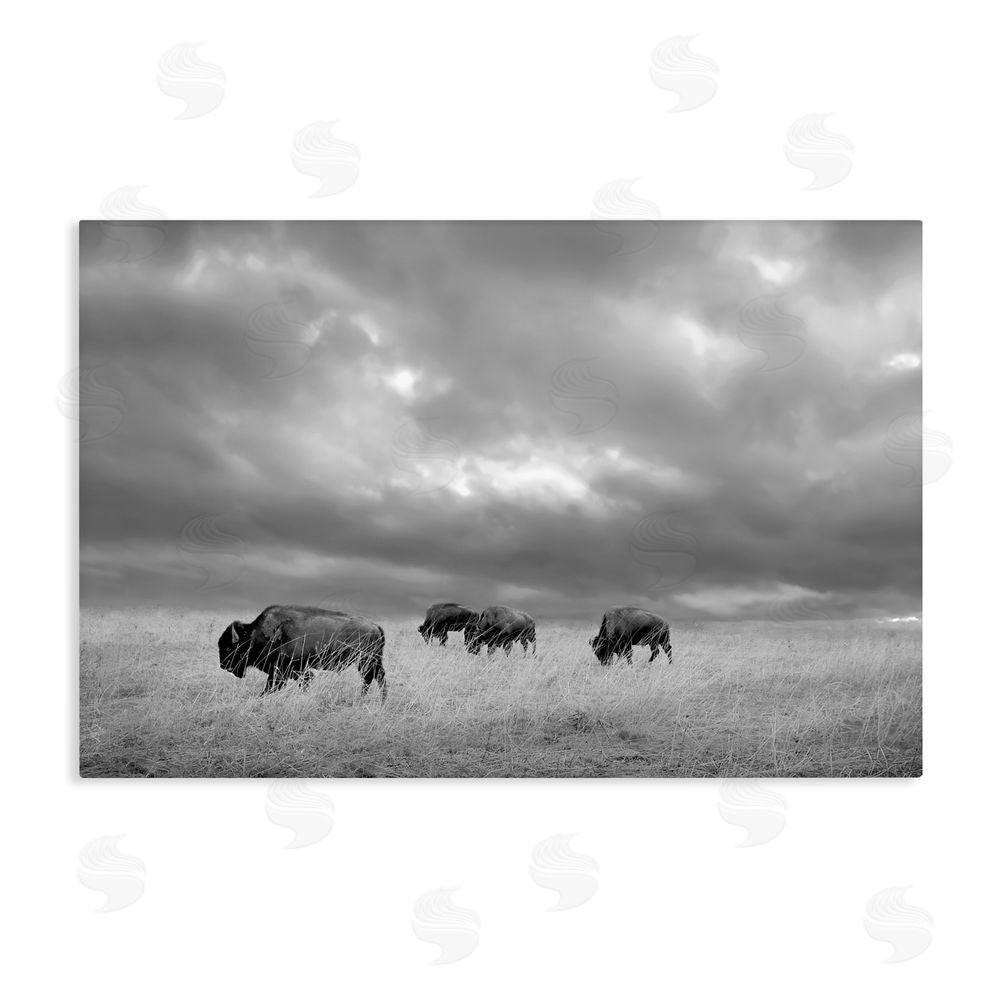 Steve Toole Bisons Under an Autumn Sky Stretched Canvas Wall Art Print
