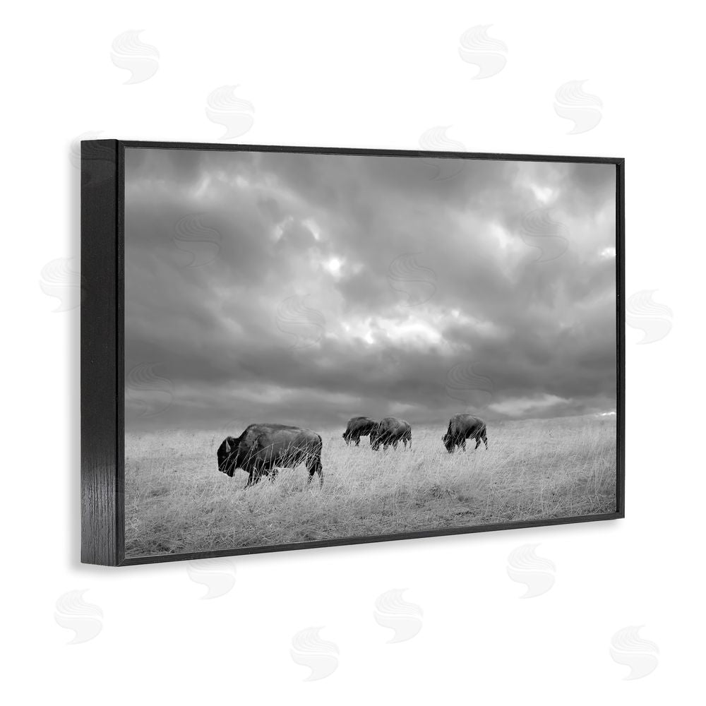 Steve Toole Bisons Under an Autumn Sky Black Framed Giclee Wall Art Print