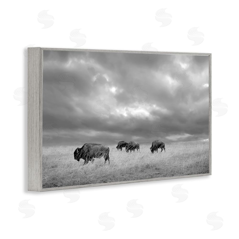 Steve Toole Bisons Under an Autumn Sky Gray Framed Giclee Wall Art Print