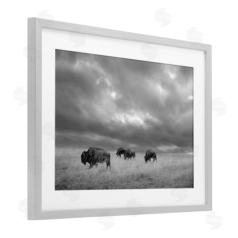 Steve Toole Bisons Under an Autumn Sky Gray Framed Print Under Glass Wall Art