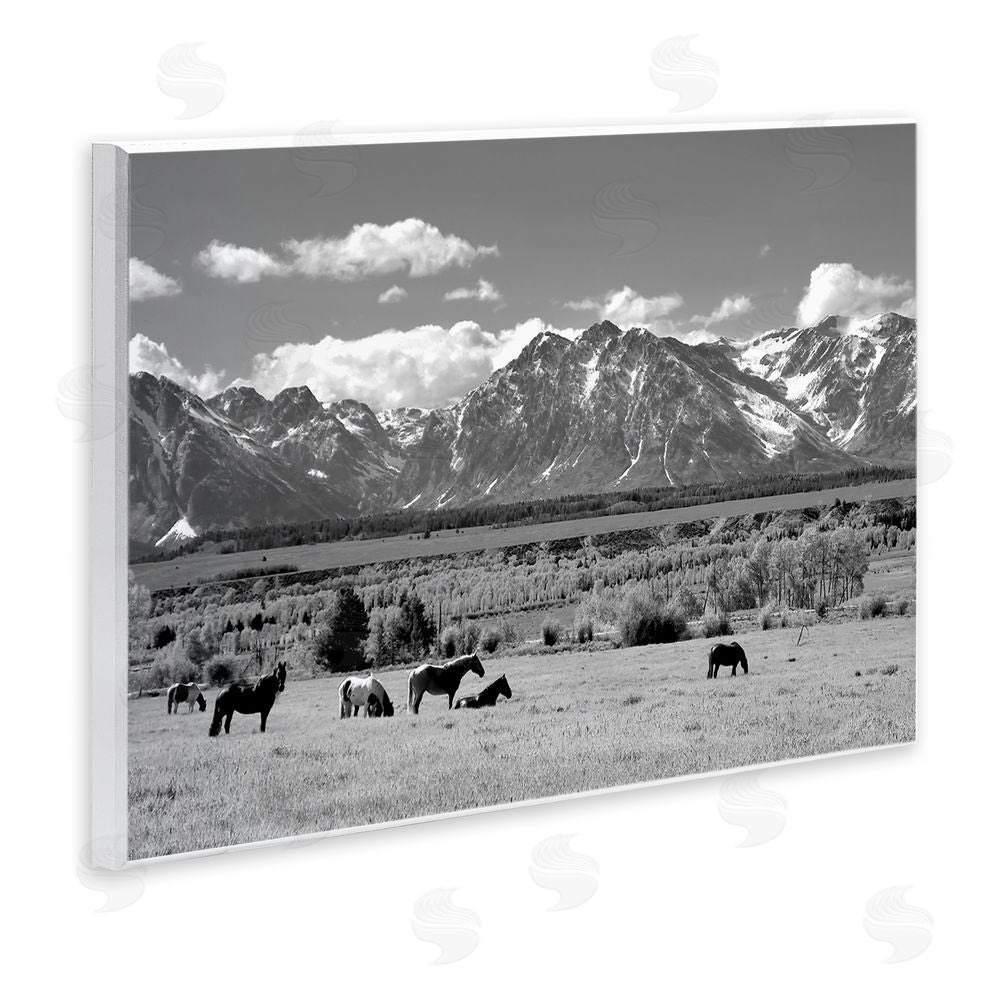 Steve Toole Wyoming Ranch Horses Grazing Wooden Wall Plaque Art Print