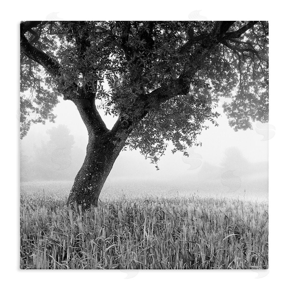 Chip Forelli Tuscan Morning Oak in Mist Stretched Canvas Wall Art Print