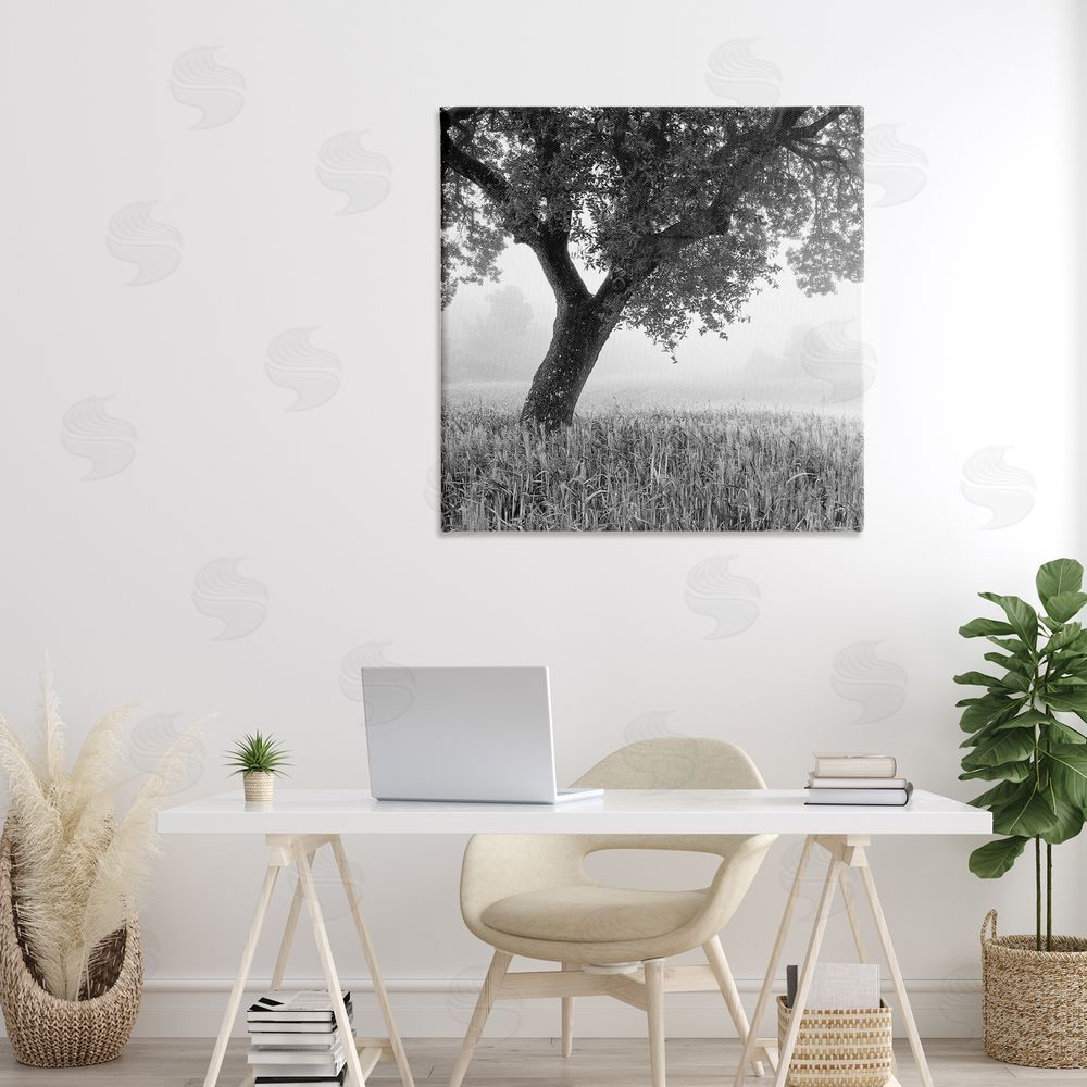 Chip Forelli Tuscan Morning Oak in Mist Stretched Canvas on Wall