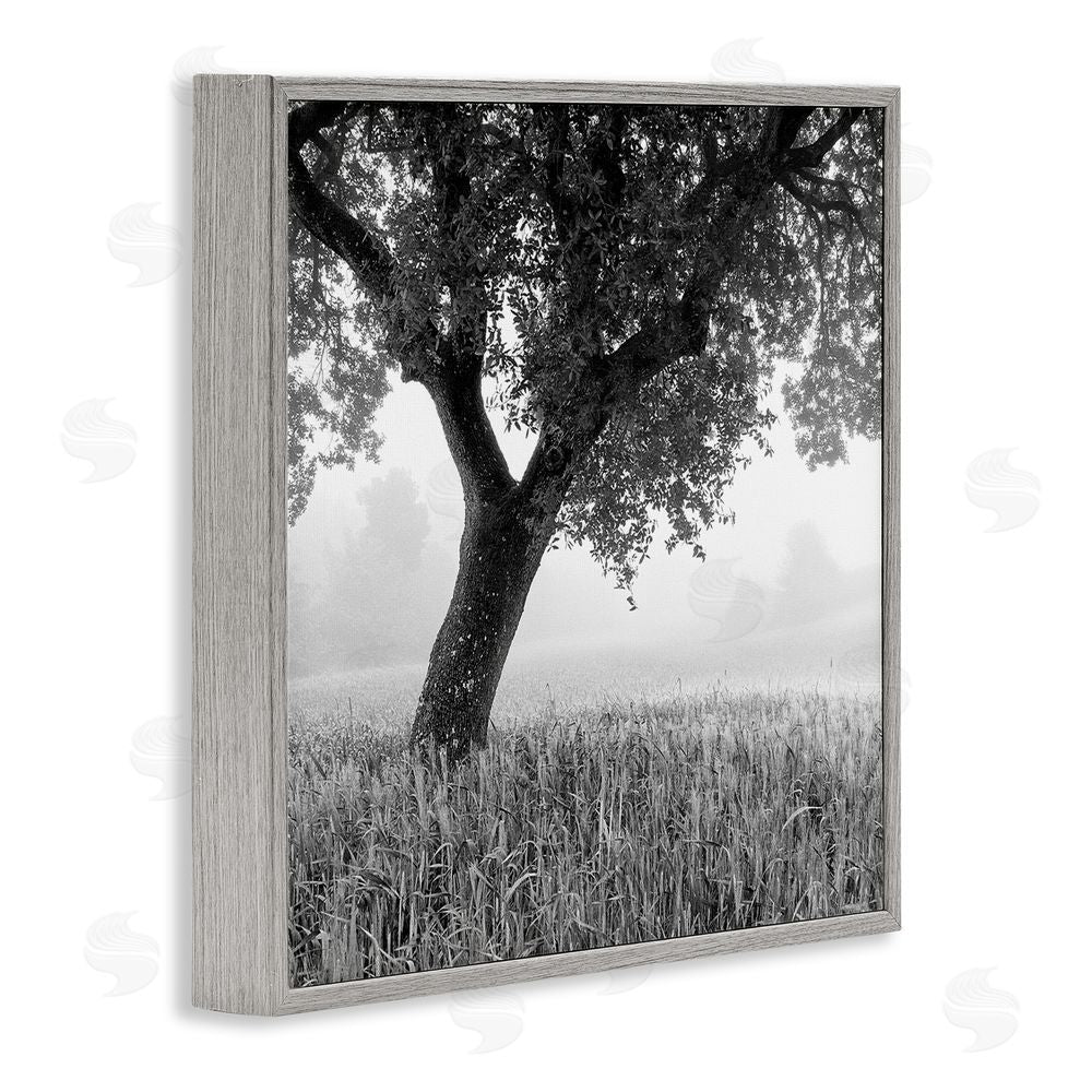 Chip Forelli Tuscan Morning Oak in Mist Gray Framed Giclee Wall Art Print