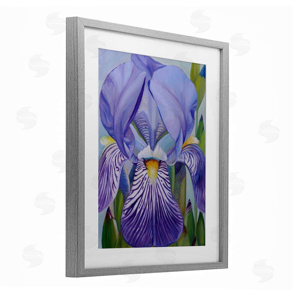 Violeta Vollmer Blooming Purple Iris Petals Gray Framed Print Under Glass Wall Art