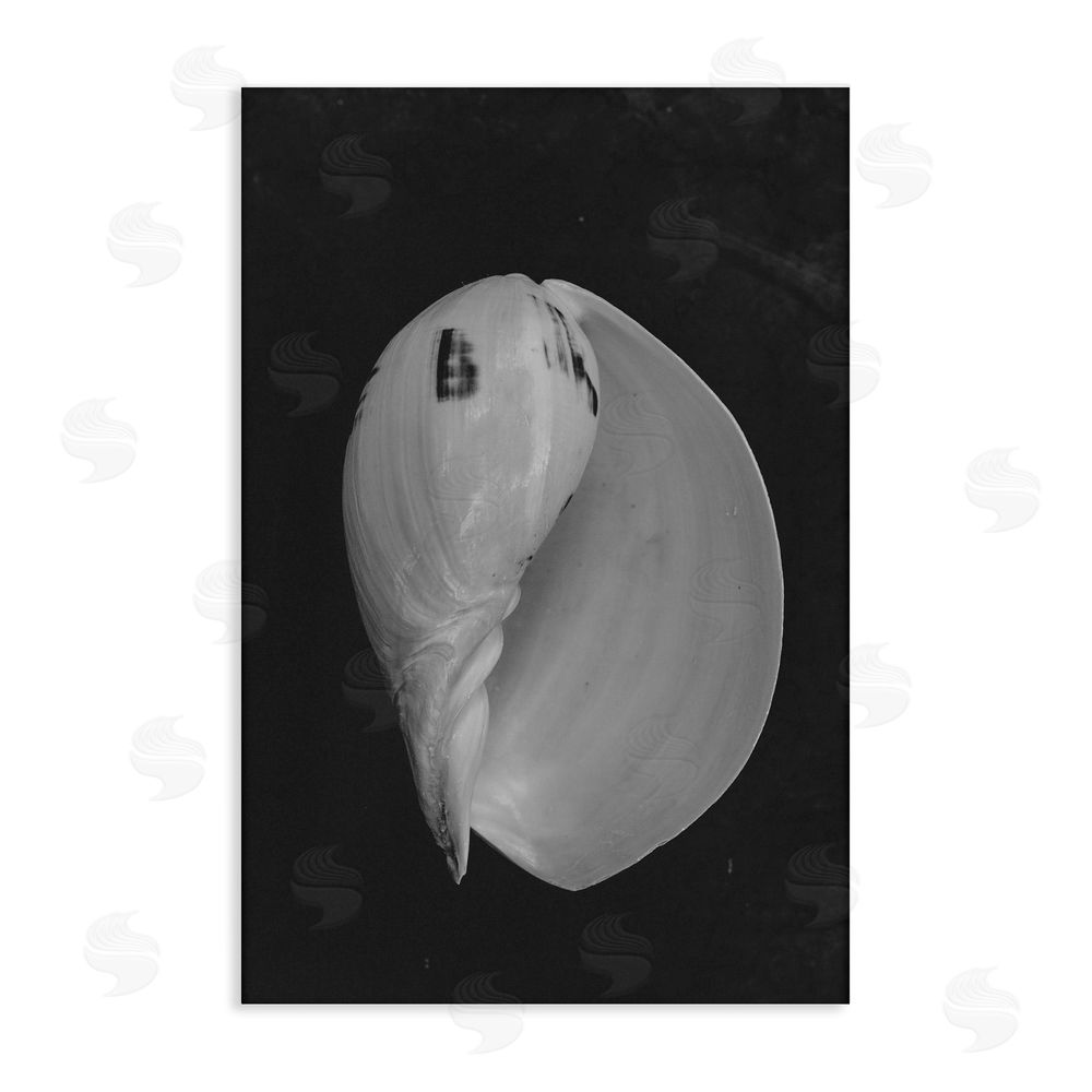 Amy Carroll Black And White Conch Shell Stretched Canvas Wall Art Print