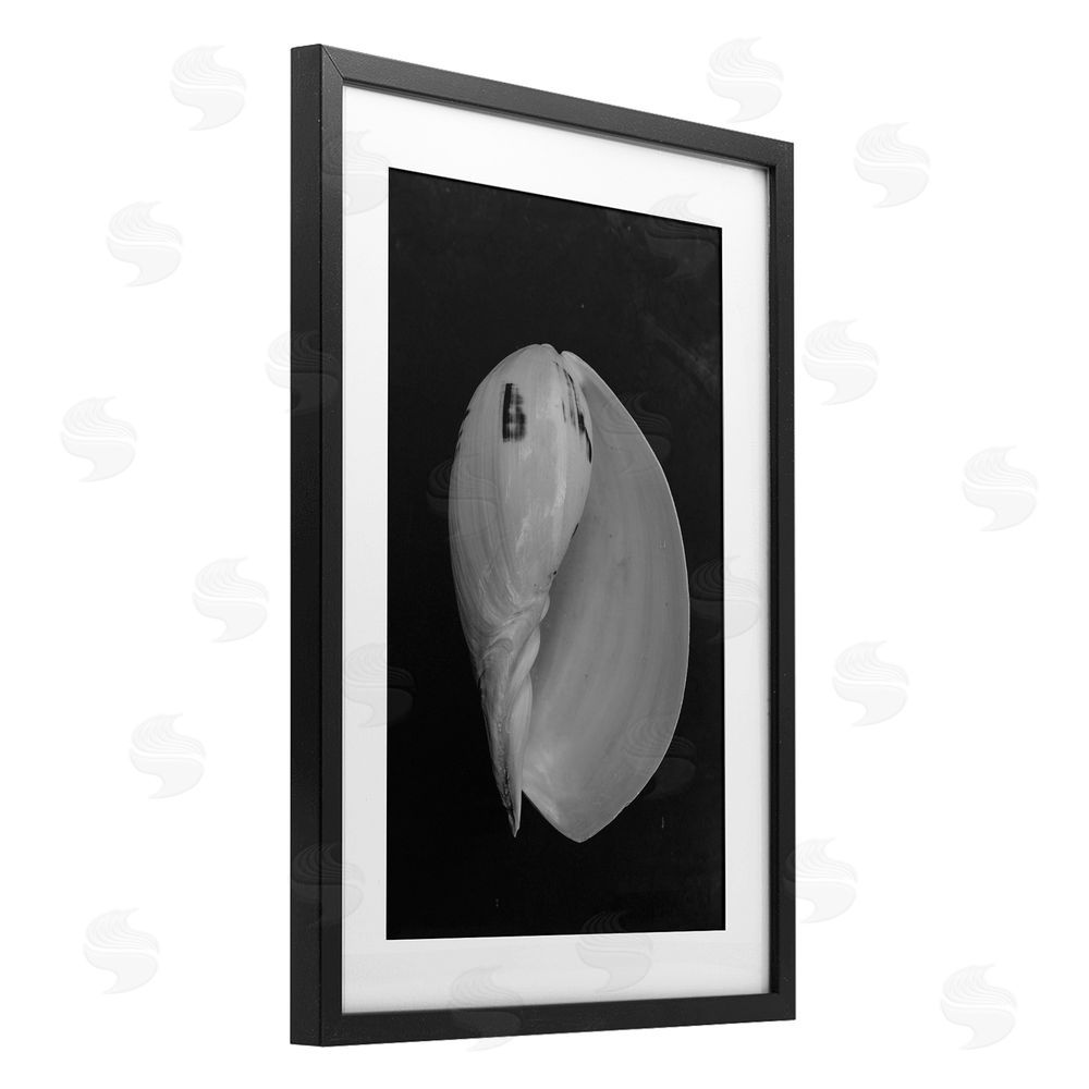 Amy Carroll Black And White Conch Shell Black Framed Print Under Glass Wall Art