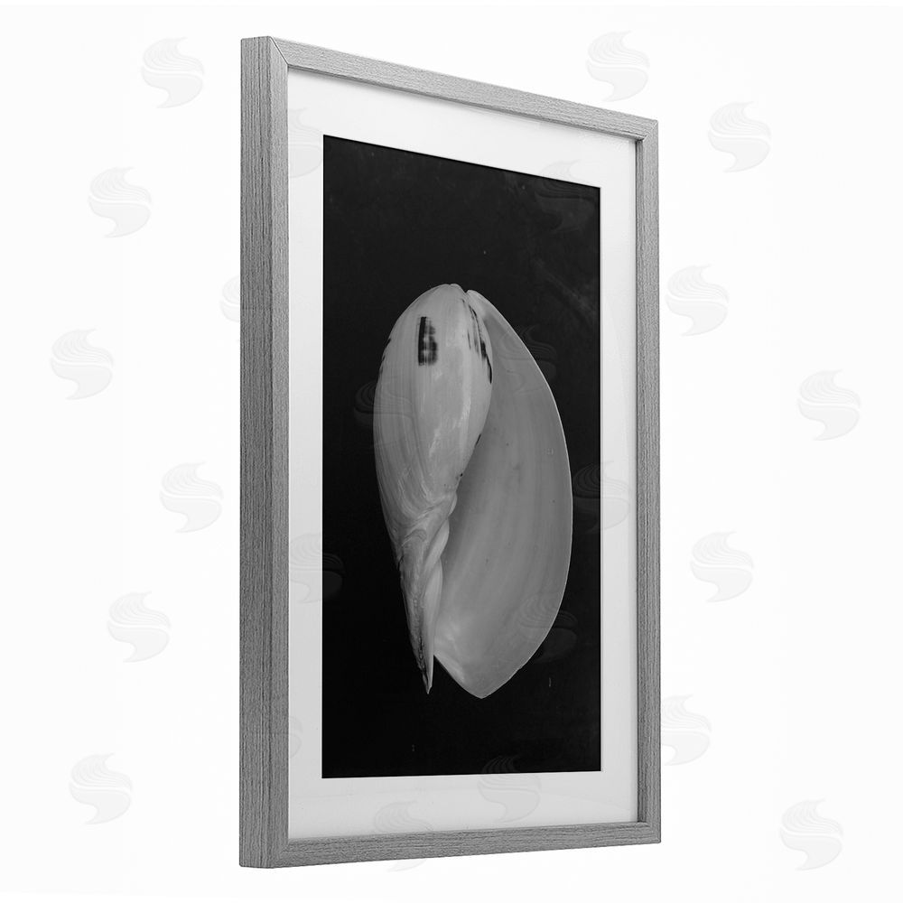Amy Carroll Black And White Conch Shell Gray Framed Print Under Glass Wall Art