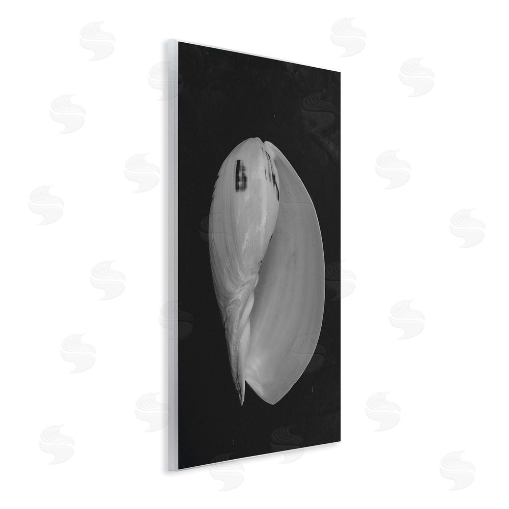 Amy Carroll Black And White Conch Shell Wooden Wall Plaque Art Print