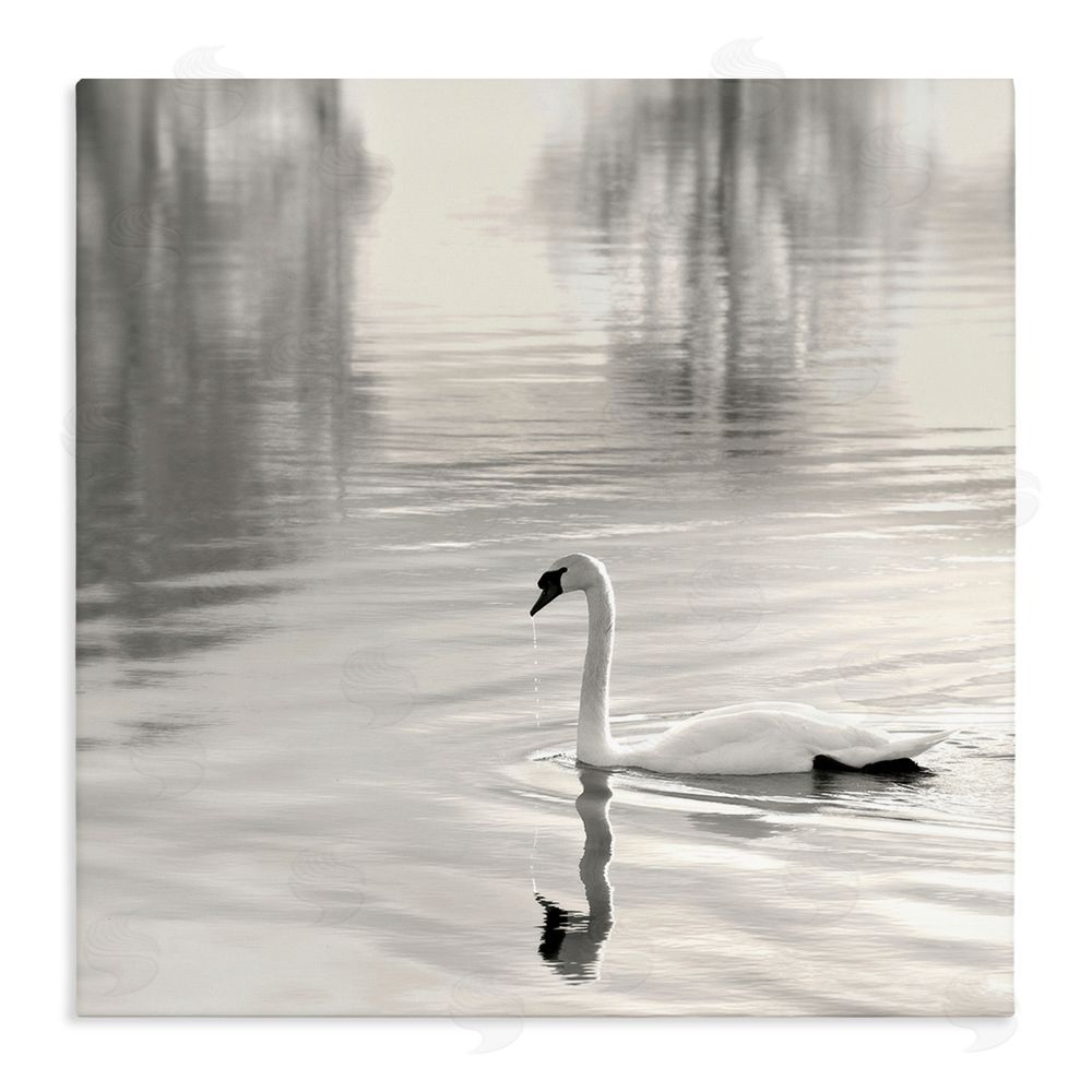 Nicholas Bell Morning Sunlit Swan Stretched Canvas Wall Art Print
