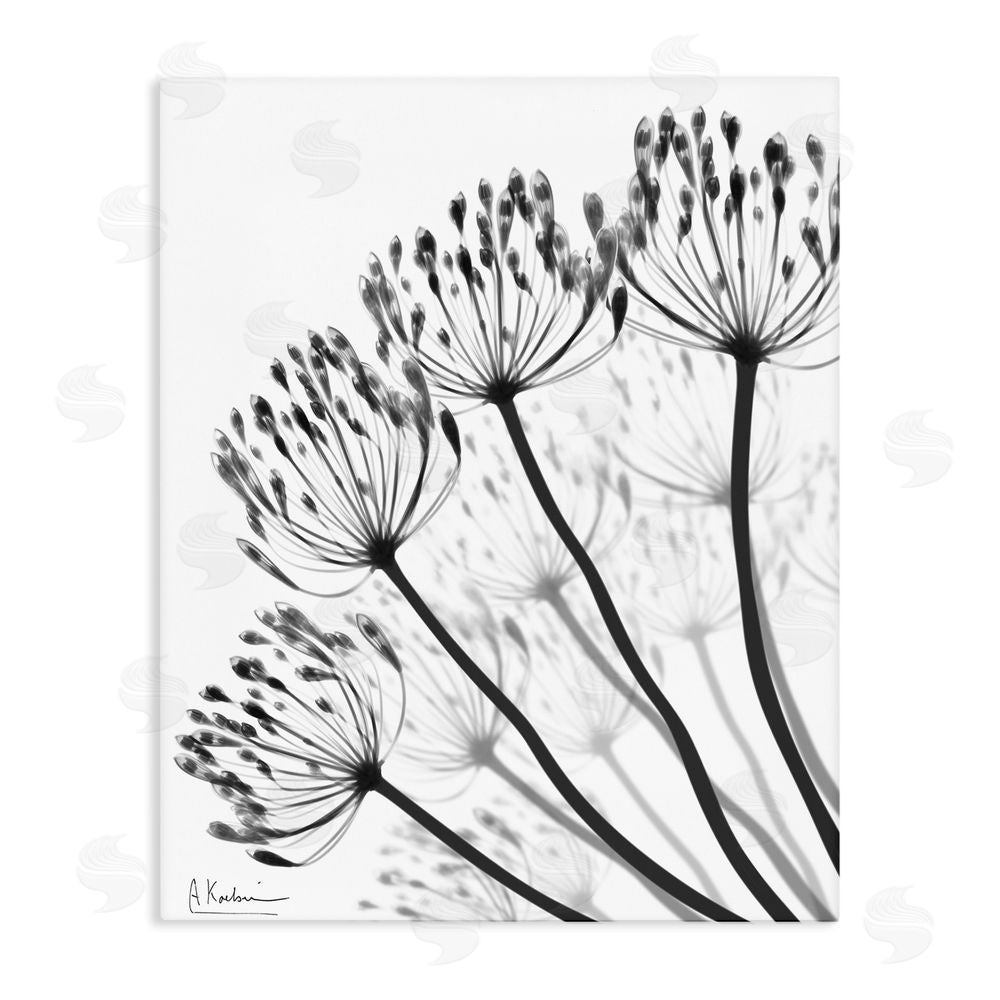 Albert Koetsier Floral Fan Dandelions Stretched Canvas Wall Art Print
