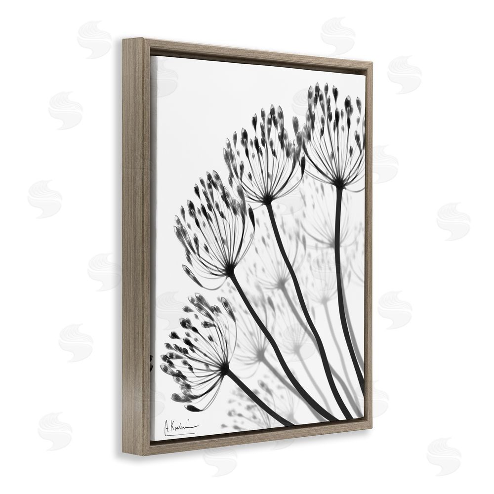 Albert Koetsier Floral Fan Dandelions Brown Floating Frame Canvas Wall Art Print