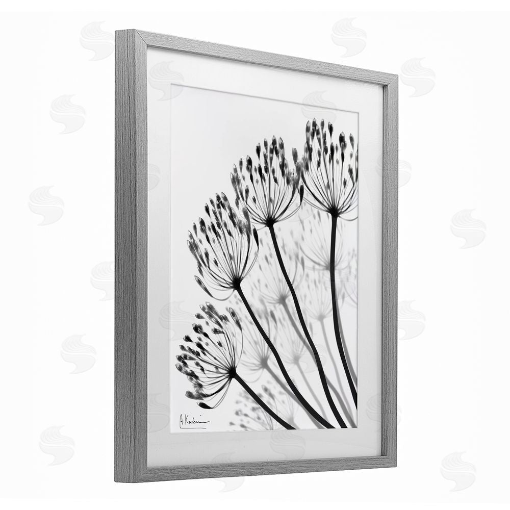 Albert Koetsier Floral Fan Dandelions Gray Framed Print Under Glass Wall Art