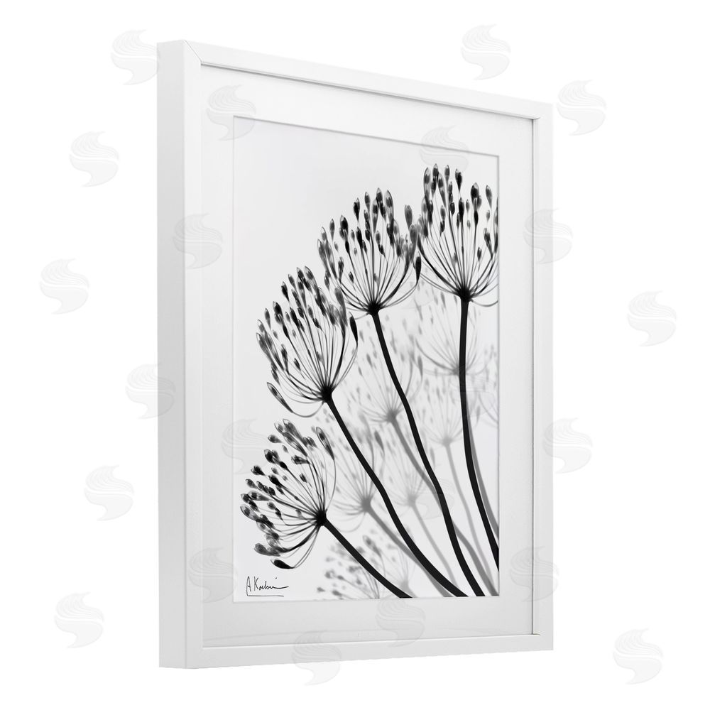 Albert Koetsier Floral Fan Dandelions White Framed Print Under Glass Wall Art