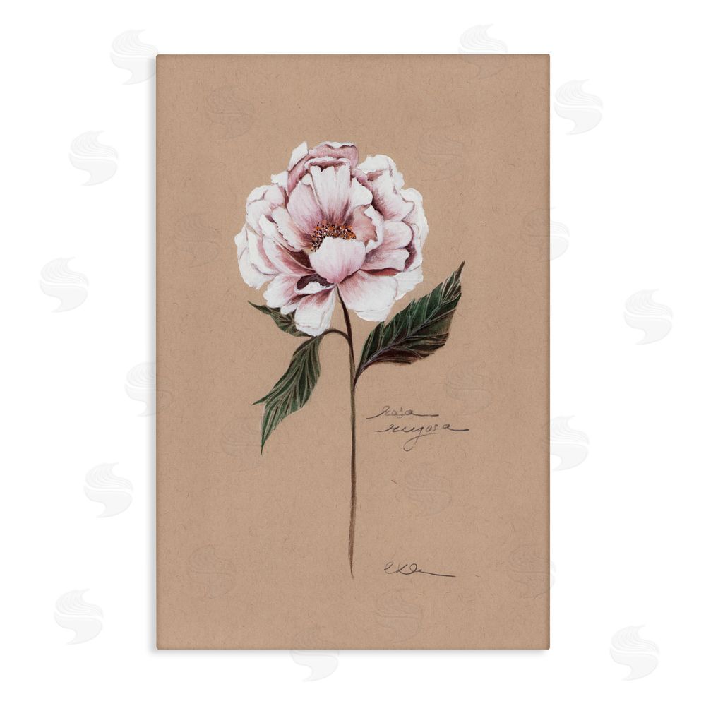 Cady Driver Vintage Flower Rounded Petals Canvas Wall Art Print