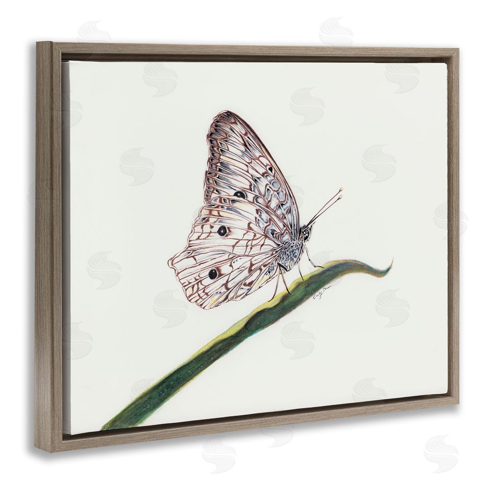 Cady Driver Intricate Butterfly on Twig Brown Floating Frame Canvas Wall Art Print
