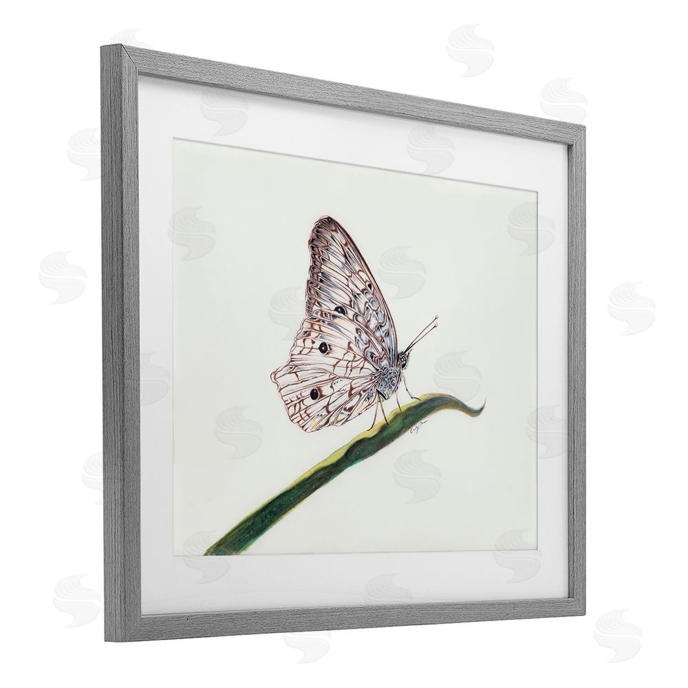 Cady Driver Intricate Butterfly on Twig Gray Framed Print Under Glass with White Mat Wall Art